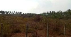 Agricultural Land For Sale