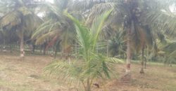 1.7 Acre Farm Land Sale Near JP Nagar Mysorr
