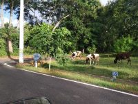 1500 Sqft Site Sale Vijayanagar 4th Stage Mysore