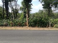 Coorg Coffee Estate For Sale In Bellumadu