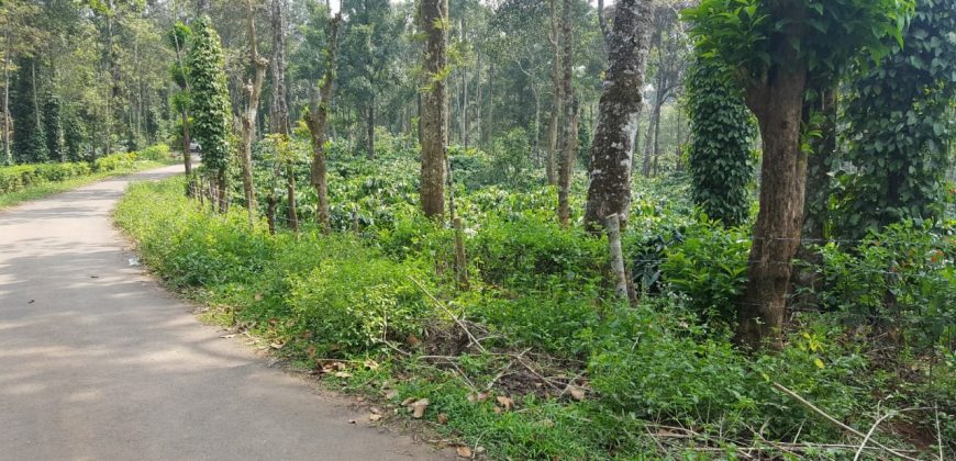 5 Acre Coffee Estate For Sale Urgent Virajpet Taluk Coorg Karnataka
