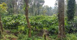 5 Acre Coffee Estate For Sale Urgent Virajpet Taluk Coorg Karnataka