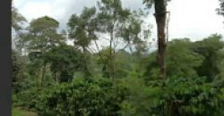 10 Acres  Land Sale  Ammathi Coorg, Mysore