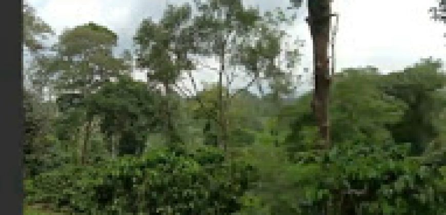 10 Acres  Land Sale  Ammathi Coorg, Mysore