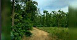 10 Acres  Land Sale  Ammathi Coorg, Mysore