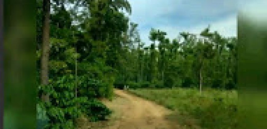 10 Acres  Land Sale  Ammathi Coorg, Mysore