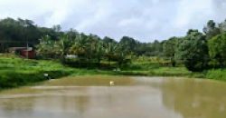 10 Acres  Land Sale  Ammathi Coorg, Mysore