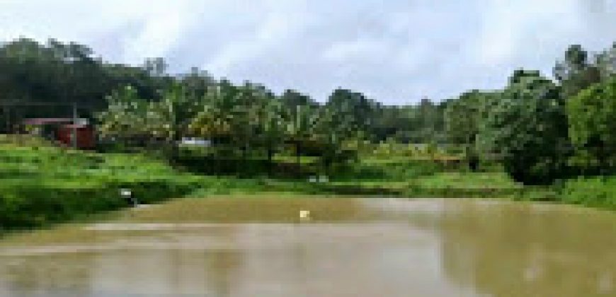 10 Acres  Land Sale  Ammathi Coorg, Mysore