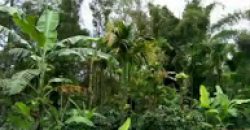 8 Acre Estate Sale Gonikoppa  Road, Mysore