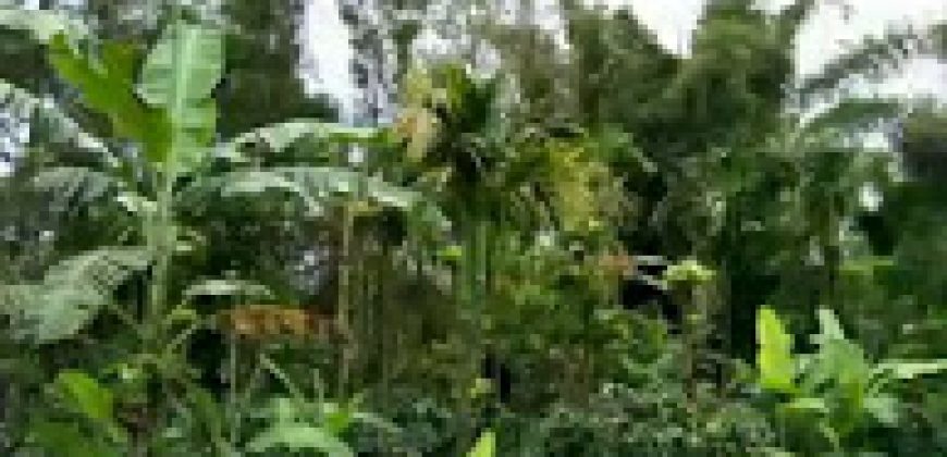 8 Acre Estate Sale Gonikoppa  Road, Mysore