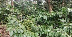 5.85 Acre Coffee Estate Sale Badagarakeri, Coorg