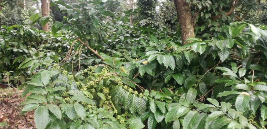 5.85 Acre Coffee Estate Sale Badagarakeri, Coorg