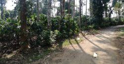 5.85 Acre Coffee Estate Sale Badagarakeri, Coorg