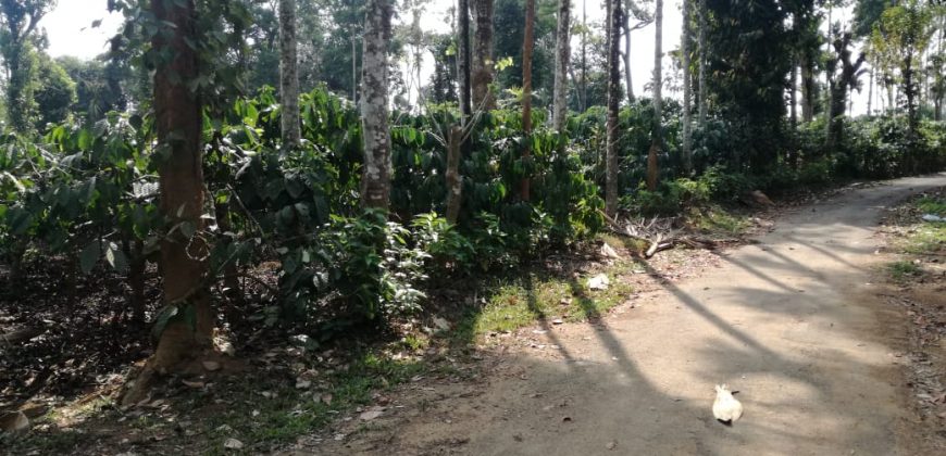 5.85 Acre Coffee Estate Sale Badagarakeri, Coorg