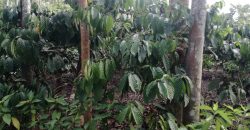 5.85 Acre Coffee Estate Sale Badagarakeri, Coorg