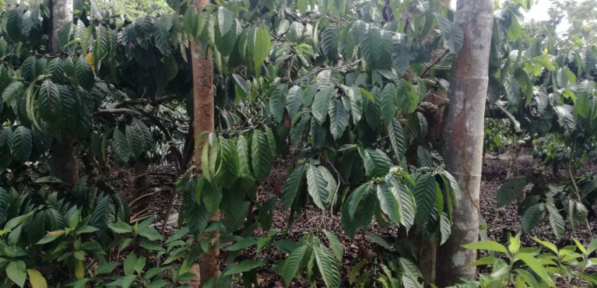 5.85 Acre Coffee Estate Sale Badagarakeri, Coorg