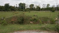 2400 Sqft West Face Residential Site Sale Dattagalli, Mysore