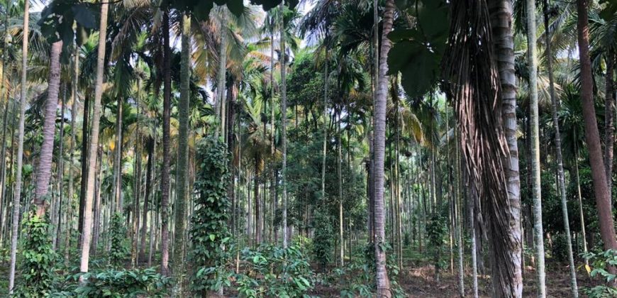 25 Acre Plot Sale Hunsur Road, Mysore