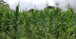 25 Acre Plot Sale Hunsur Road, Mysore