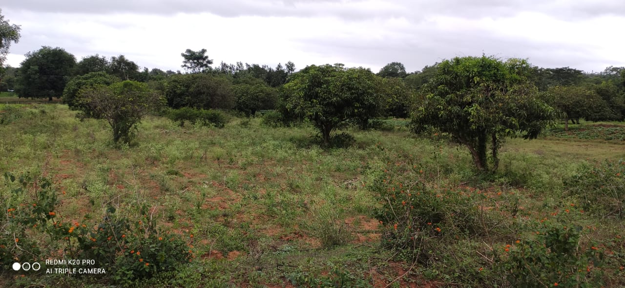 1 Acre Land Sale Bilikere, Mysore