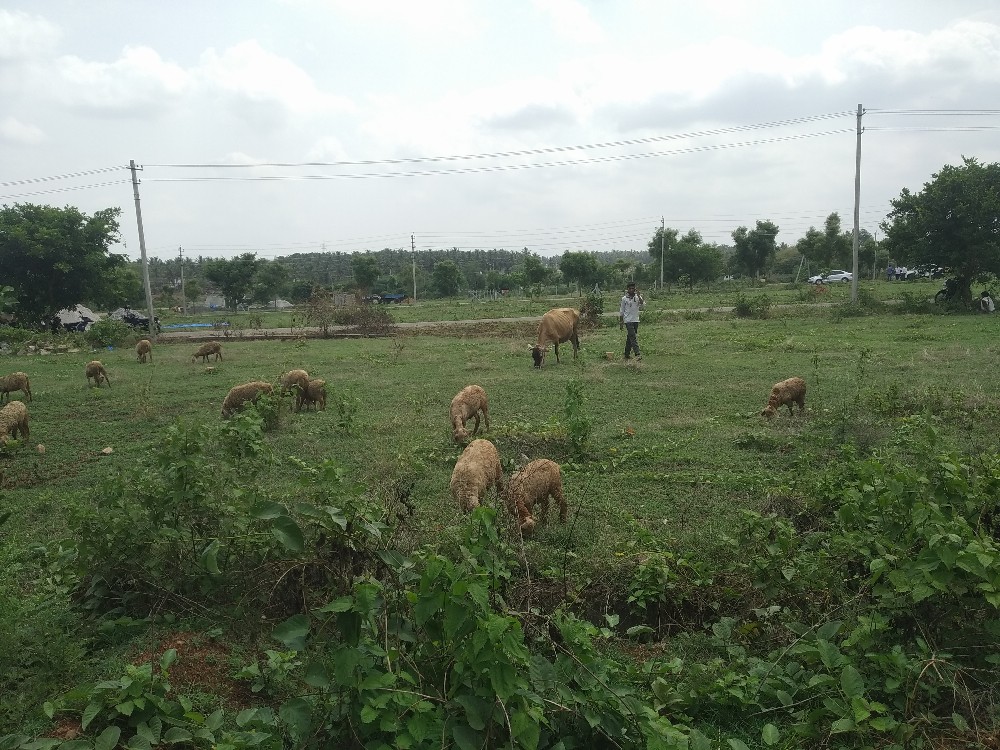 1200 Sqft West Face Residential Sites Sale Srirampura, Mysore