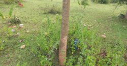 1200 Sqft East Face Residential Site Sale Srirampura, Mysore