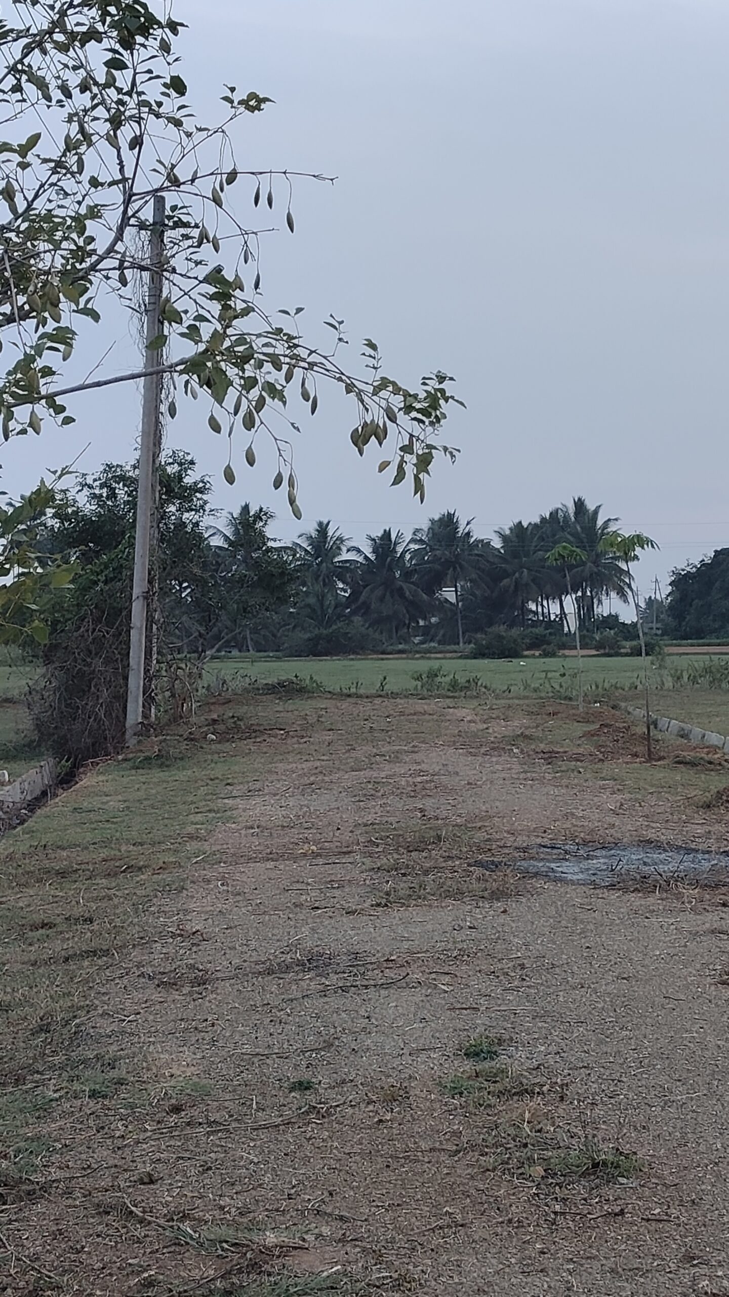 1200 Square Feet Plot Sale At Brahmins Layout Saptarishi Nagar Mysore