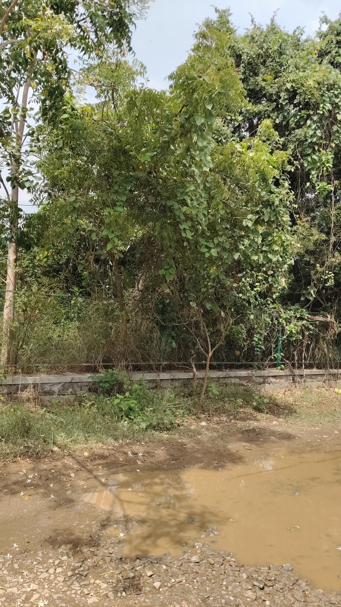 PLOT FOR SALE @ POLICE LAYOUT* *IPS Srinivas Nagar, Mysuru