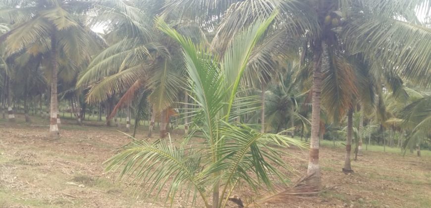 1.7 Acre Farm Land Sale Near JP Nagar Mysorr