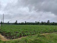 1500 Sqft East Face Residential Site Sale Vijayanagar, Mysore