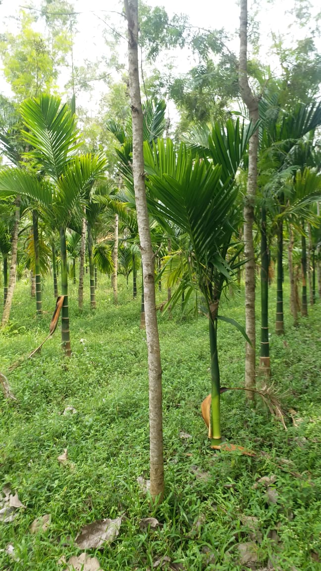 2 Acres Land Sale Kushal Nagar, Coorg