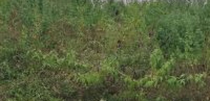 1200 Sqft South Face Residential Site Sale Somanthanagar, Mysore